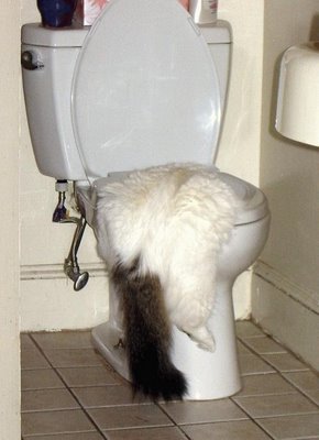 gato_vomitando.jpg